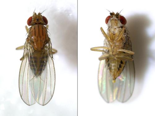 Drosophila sp.